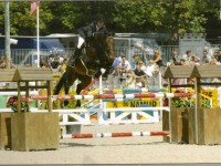 Eindklassement cyclus jonge paarden